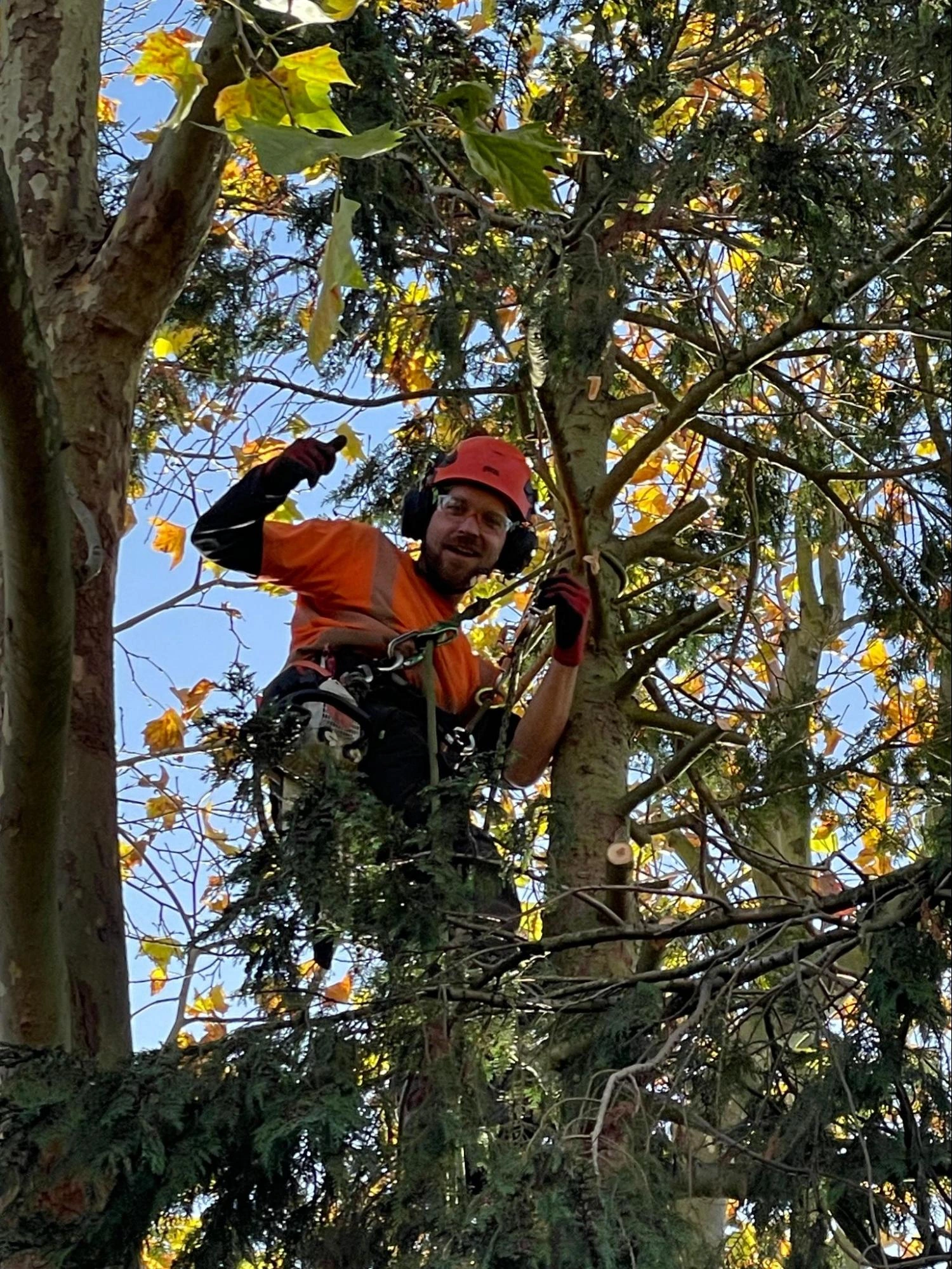 Stock Tree Care Experts